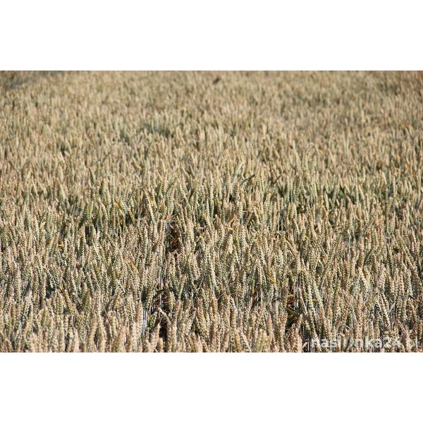 Pszenica ozima RGT Provision