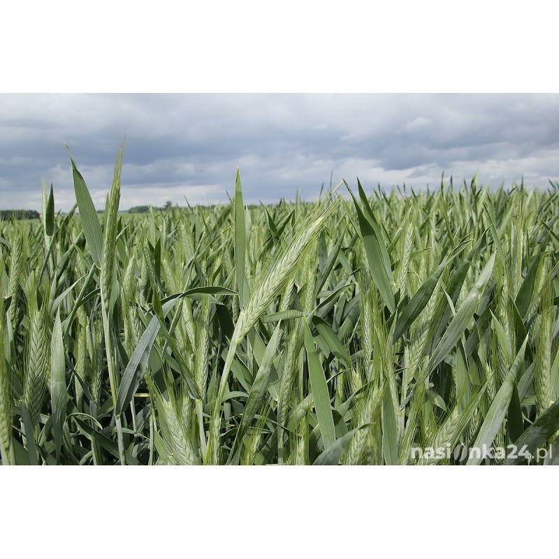 Pszenżyto ozime Gringo