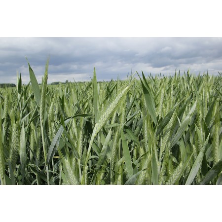 Pszenżyto ozime Gringo