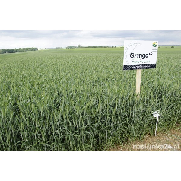 Pszenżyto ozime Gringo