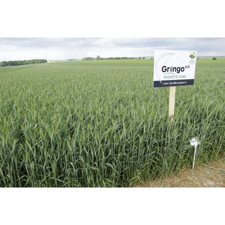 Pszenżyto ozime Gringo