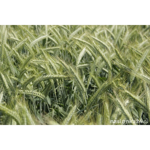 Pszenżyto ozime Gringo