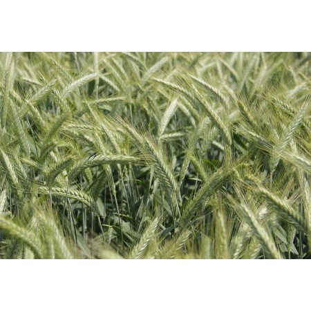 Pszenżyto ozime Gringo