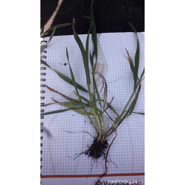 Pszenżyto ozime Gringo