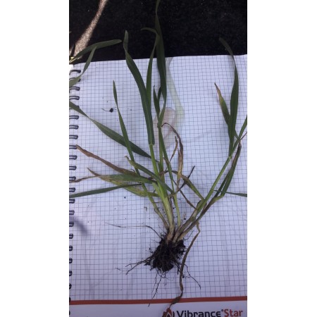 Pszenżyto ozime Gringo