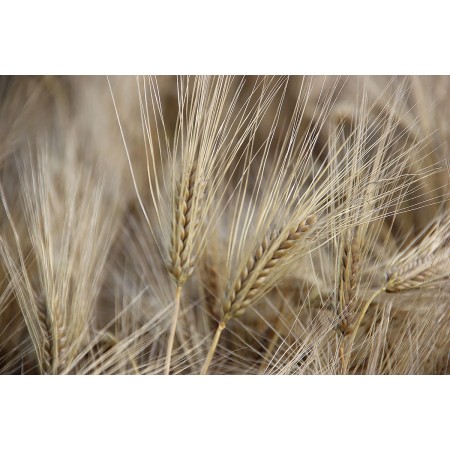 Jęczmień ozimy LG Veronika