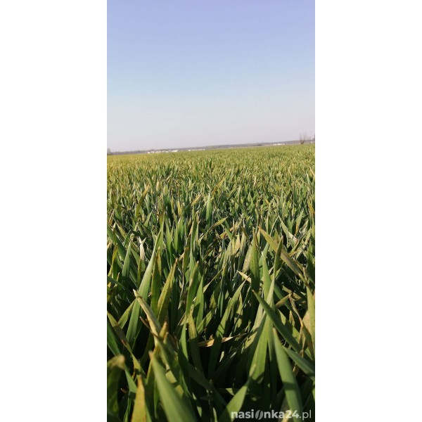 Łan pola jęczmień ozimy LG Veronika