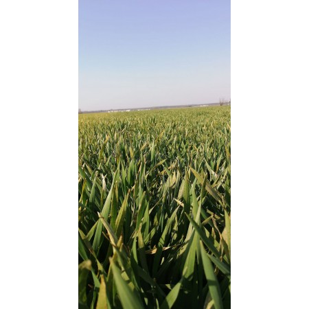 Łan pola jęczmień ozimy LG Veronika