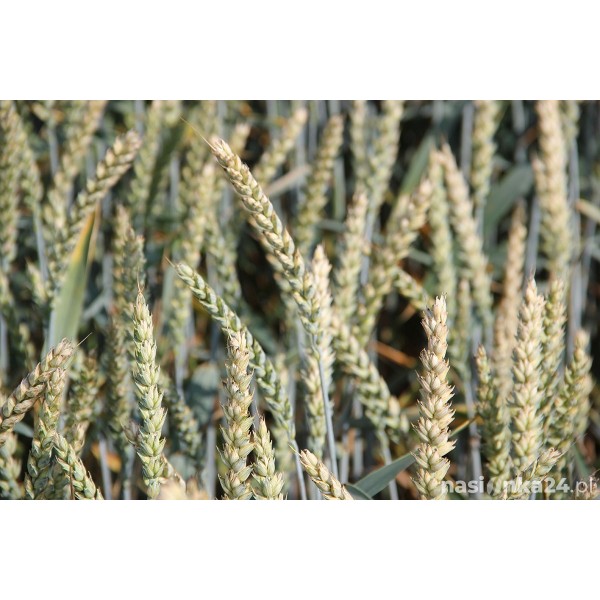 Pszenica ozima SY Yukon