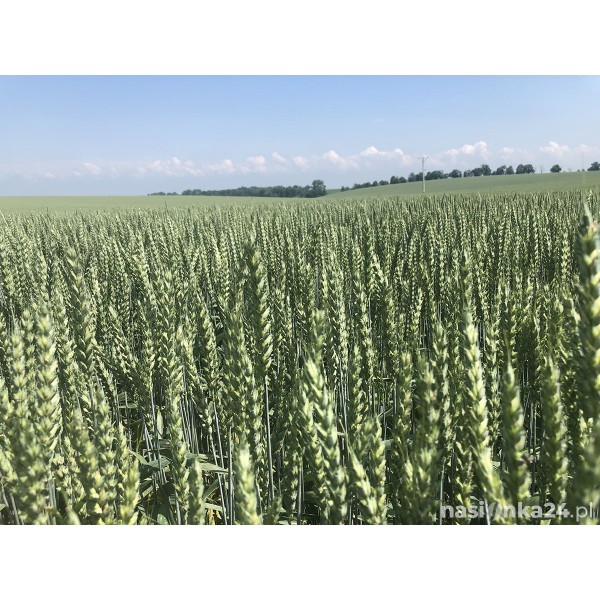 Pszenica ozima SU Mangold