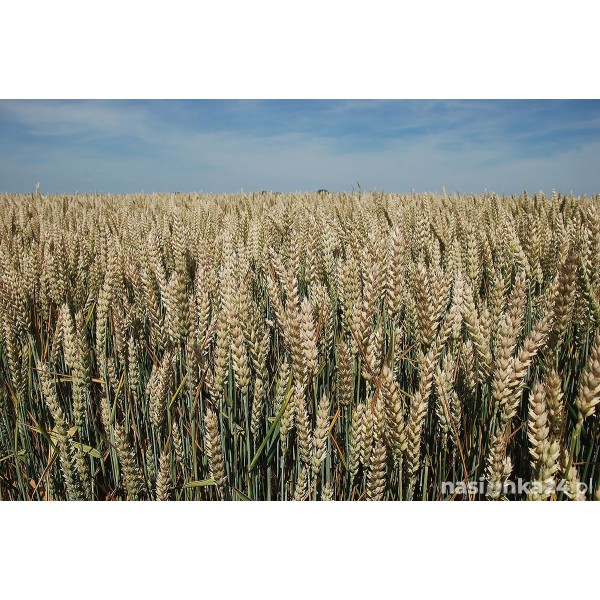 Pszenica ozima RGT Metronom