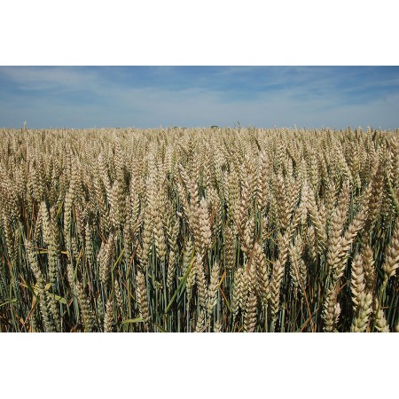 Pszenica ozima RGT Metronom