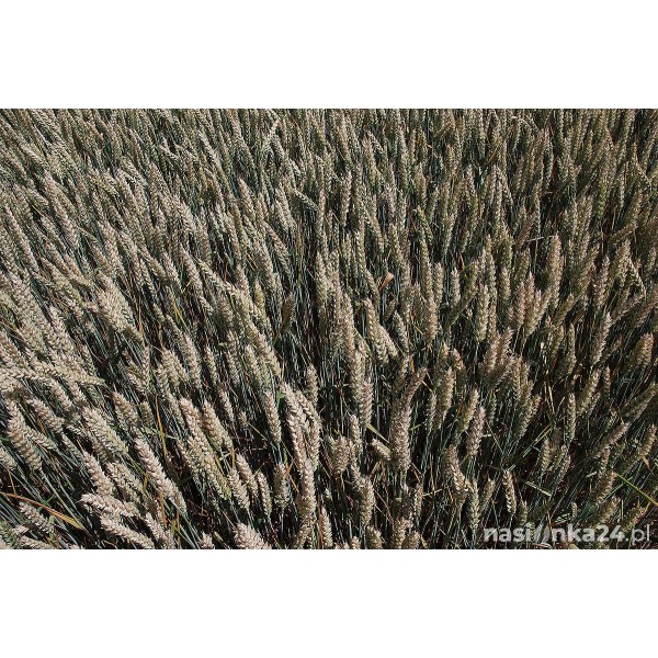 Pszenica ozima RGT Metronom