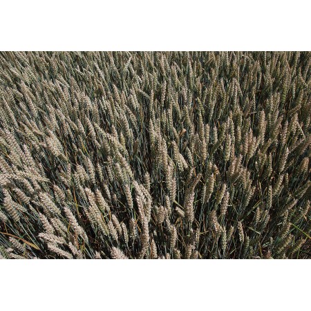 Pszenica ozima RGT Metronom