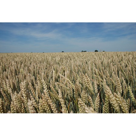 Pszenica ozima RGT Metronom