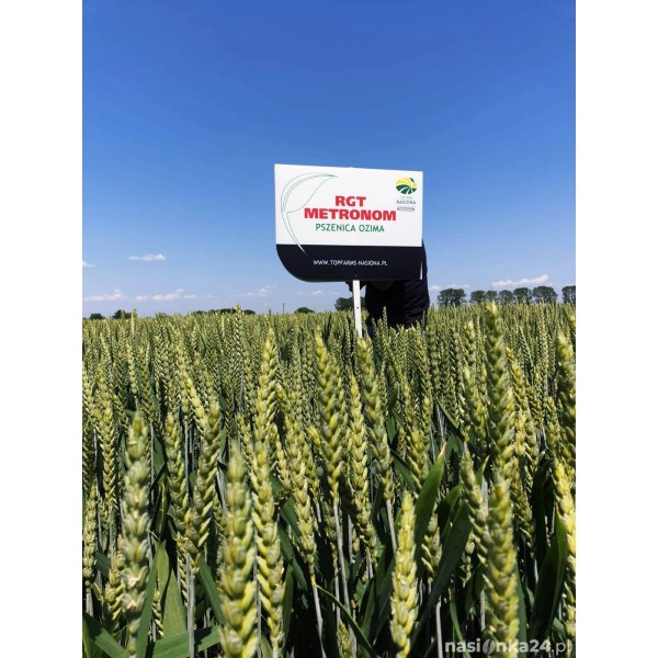 Pszenica ozima RGT Metronom