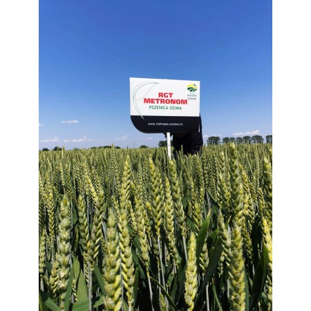 Pszenica ozima RGT Metronom