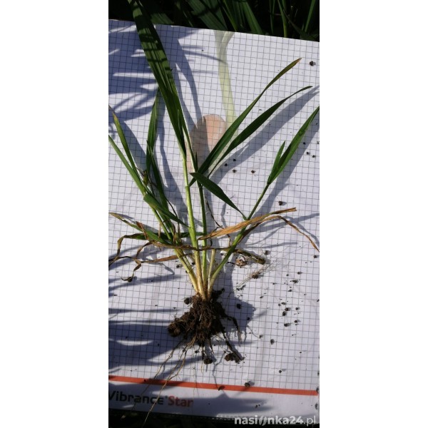 Pszenica ozima RGT Metronom