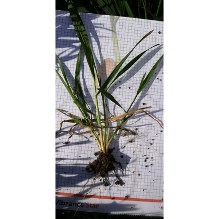 Pszenica ozima RGT Metronom