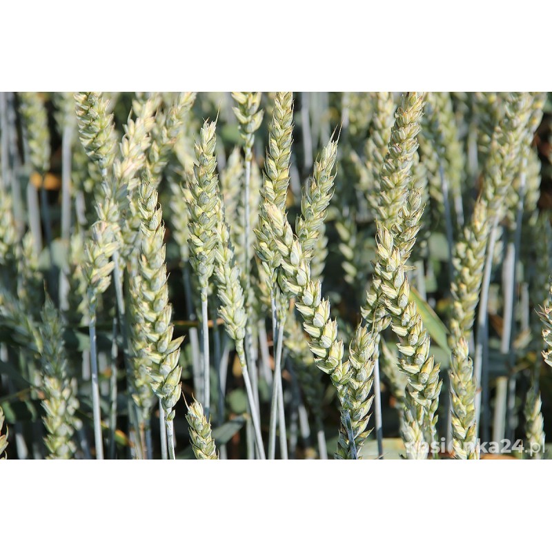 Kłosy pszenica ozima Achim