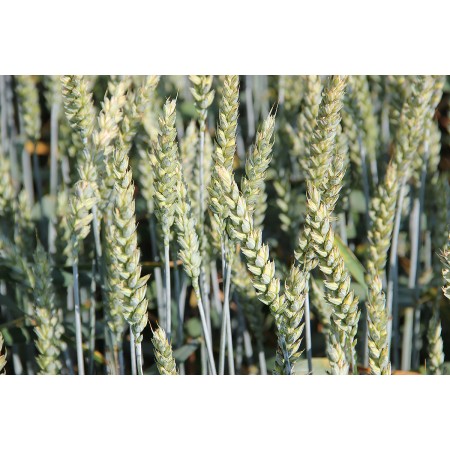 Kłosy pszenica ozima Achim