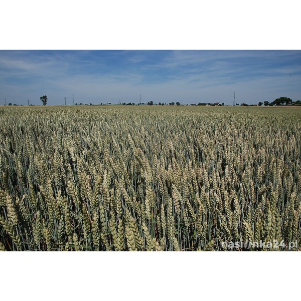 Łan pola pszenica ozima Achim