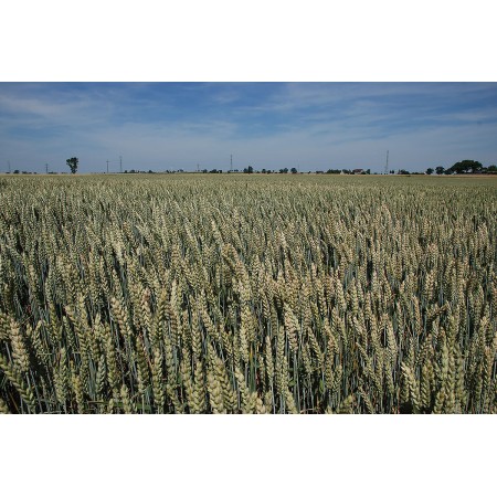 Łan pola pszenica ozima Achim