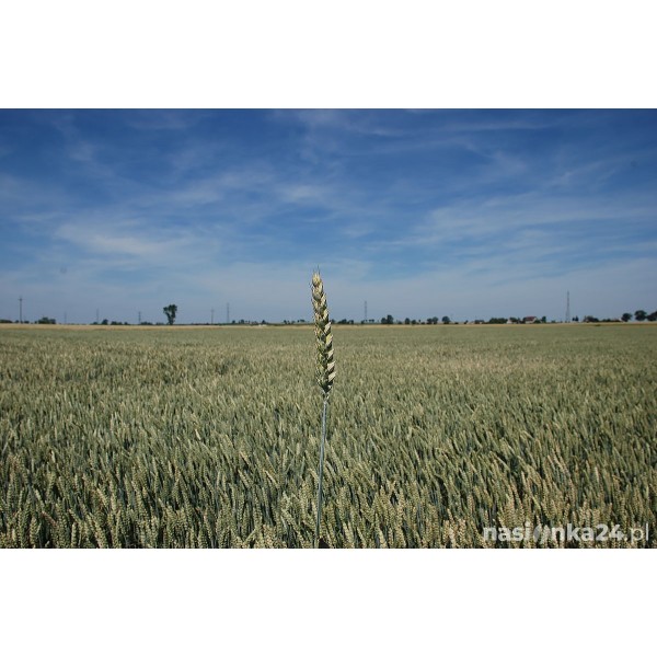 Pszenica ozima Achim