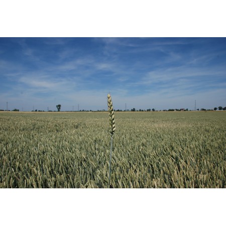 Pszenica ozima Achim