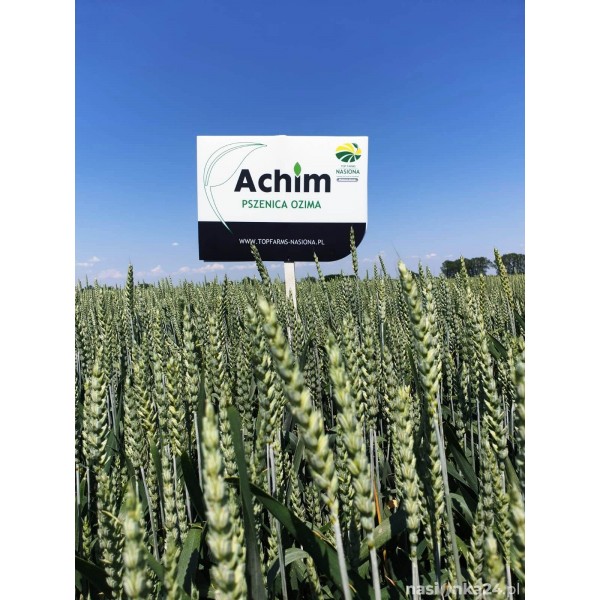 Pszenica ozima Achim