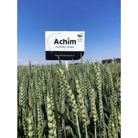 Pszenica ozima Achim