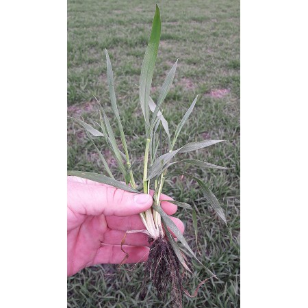 Pszenica ozima Achim