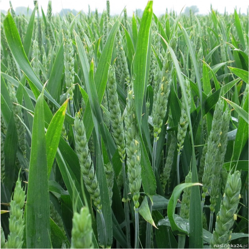 Pszenica ozima KWS Ozon - Paleta 1200kg (24x50kg)