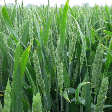 Pszenica ozima KWS Ozon - Paleta 1200kg (24x50kg)