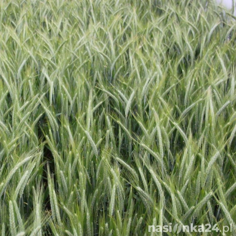 Pszenżyto ozime Grenado - BigBag (worek 500kg)