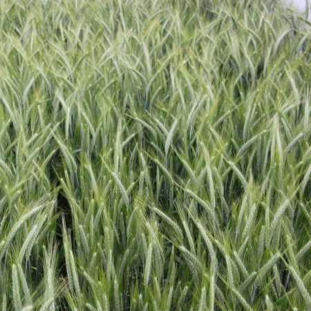 Pszenżyto ozime Grenado - BigBag (worek 500kg)