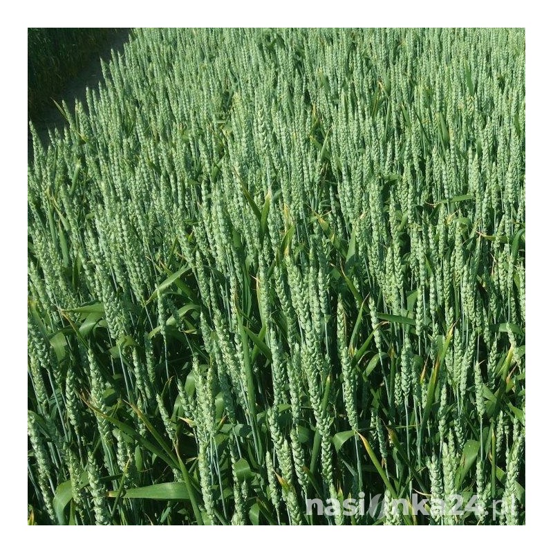 Pszenica ozima Tulecka - BigBag (worek 500kg)