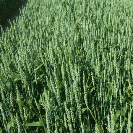 Pszenica ozima Tulecka - BigBag (worek 500kg)