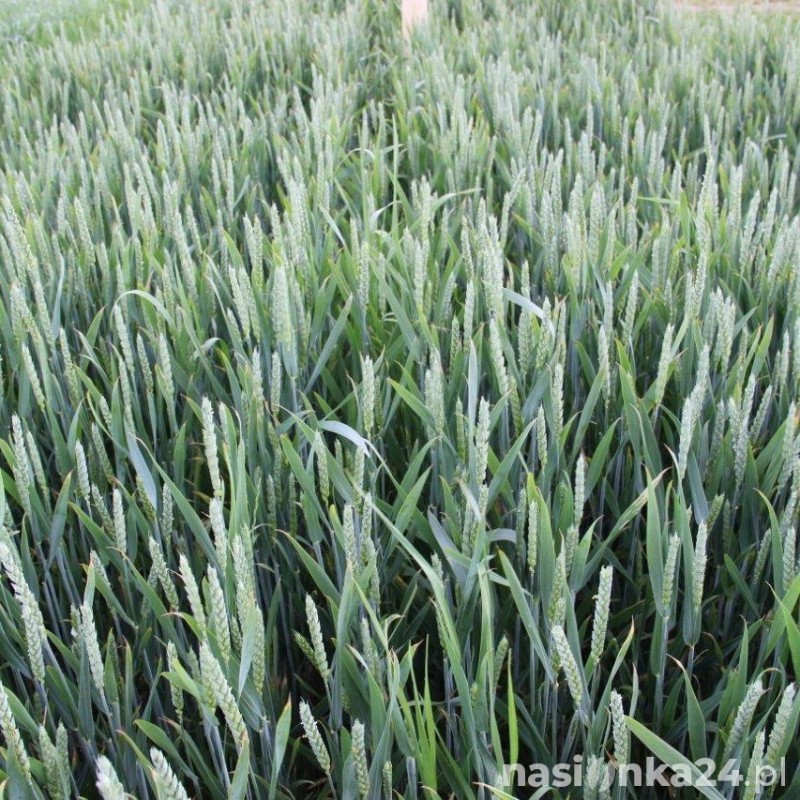 Pszenica ozima Sailor - BigBag (worek 500kg)