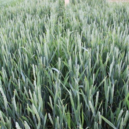 Pszenica ozima Sailor - BigBag (worek 500kg)