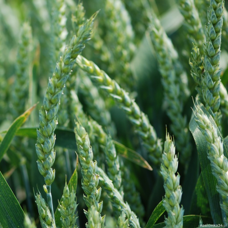 Pszenica ozima Julius - BigBag (worek 500kg)