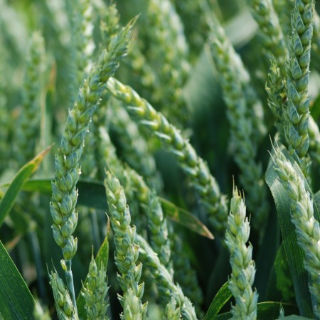 Pszenica ozima Julius - BigBag (worek 500kg)