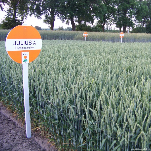 Pszenica ozima Julius - BigBag (worek 500kg)