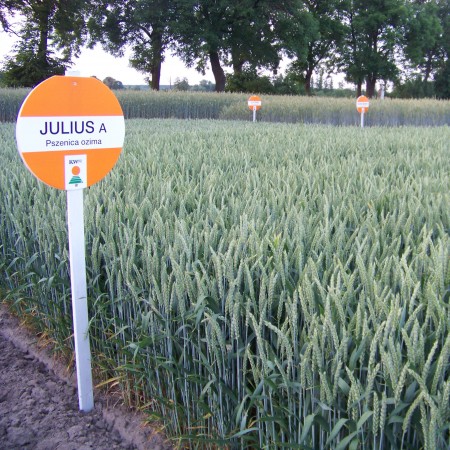 Pszenica ozima Julius - BigBag (worek 500kg)