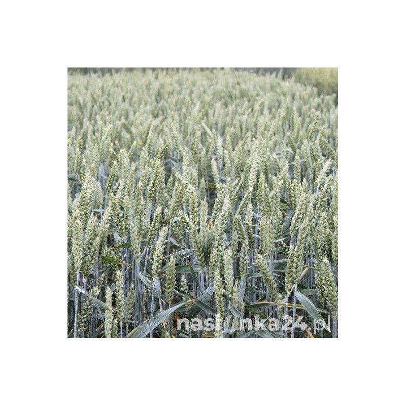 Pszenica ozima Muszelka - BigBag (worek 500kg)