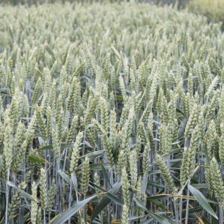 Pszenica ozima Muszelka - BigBag (worek 500kg)