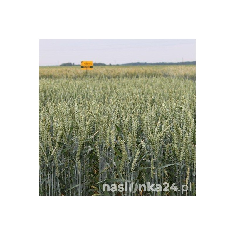 Pszenica ozima Banderola - BigBag (worek 500kg)
