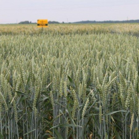 Pszenica ozima Banderola - BigBag (worek 500kg)