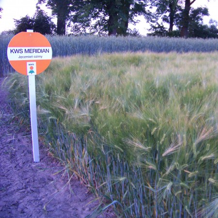 Jęczmień ozimy KWS Meridan - BigBag (worek 500kg)