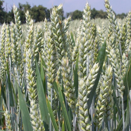 Pszenica ozima Bogatka - BigBag (worek 500kg)